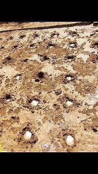 Anti Termite treatment for Basement