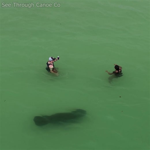 59K views · 779 reactions | Look, a drone! People at the beach staring and waving at a drone while a manatee swims behind them. When I'm filming marine life people often end up in the shot. About 95% of the time that people see the drone they stare at it and sometimes wave. It's very rare that anyone stops to think there might be something else in the water, they just assume the drone is looking at them. #nature #beach #animals #ocean #wildlife #drone | See Through Canoe | Facebook