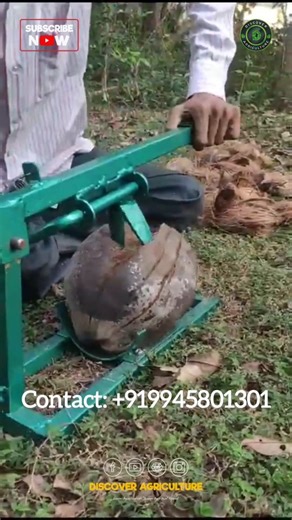 Say goodbye to the hassle of dehusking and peeling coconuts with this simple and effective 100% safe coconut dehusking/peeling machine! Save time and effort while ensuring safety with this innovative tool. Watch our demo to see how it works! 🥥🔪🛠️ #Reels #coconutpeeling #machine #coconutdehusking #machine #tool #coconut #coconutfarming | Discover Agriculture