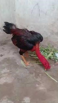 Gà chọi c1 tía đỏ đẹp chân vàng móng châu