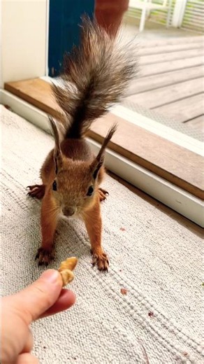 Young Squirrel is still a bit shy🐿️🥰