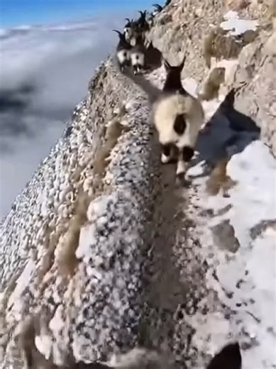 Mountain Goat in a Hurry: Nature's Agile Acrobat