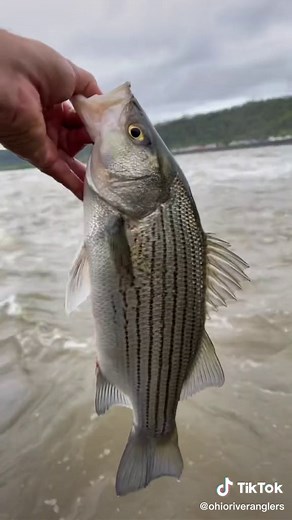 Paddlefish in Ohio River Spillway: Beware of the Fast Current!