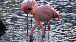 Louisville Zoo to celebrate International Flamingo Day on April 26 - WNKY News 40 Television
