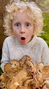 Arthur 🧒🏼 finds and identifies one of our favourite edible mushrooms, it’s the Hen of the Woods! 🐔🍄‍🟫 This wonderful and fairly large polypore mushroom usually sprouts beneath Oak and other hardwoods. We found this one under a Scot’s Pine, but after making the video, we saw that there was some old decaying wood close to the fruiting bodies that we thought was likely Oak or Beech. It is very easy to identify, with grey-brown, spoon shaped caps, frilly (frondose) cap margins and a white porou