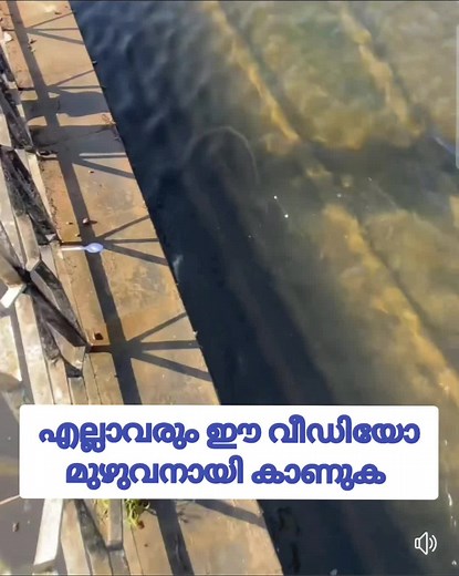 Snake and Fish Interaction in Outdoor Water Habitat