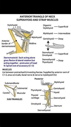 Anterior Triangle of the Neck – Suprahyoid & Infrahyoid (Strap) Muscles