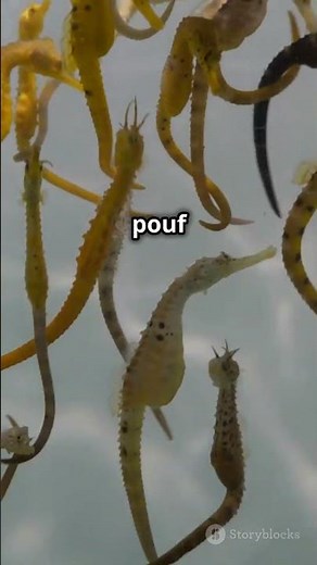 La reproduction unique des hippocampes mâles! 🐟🤰