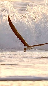 Once again, the Black Skimmer is demonstrating the wonders of aerodynamics. Each twist of the body, each individual feather helping steer while a wall of crashing white water rumbles just behind the bird’s outstretched tail. Like a surgeon’s scalpel, the bird’s lower beak surgically slices through the water with utmost care and precision in hopes of coming into contact with a poor, unsuspecting fish. This attempt might have been unsuccessful, but it doesn’t seem like the bird has a care in the w