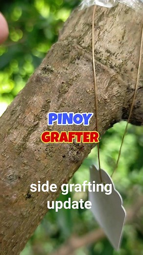 Grafting is a valuable tool in plant propagation and cultivation, enabling growers to produce plants with desired traits, improve crop yields, and adapt to challenging growing conditions. Grafting is a valuable tool in plant propagation and cultivation, enabling growers to produce plants with desired traits, improve crop yields, and adapt to challenging growing conditions. | PINOY GRAFTER