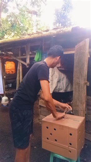 66K views · 808 reactions | SOLD OUT 3heads shamo chicken #abshamolinestv #highlightseveryonefollowers2025 #igdumpo #shamochicken #ShamoLover #farming | A.B SHAMO LINES TV | Facebook