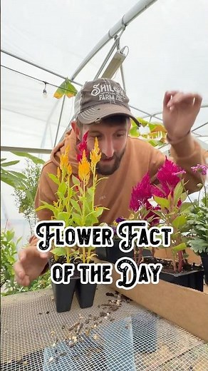 Flower of the Day - Celosia 🔥
