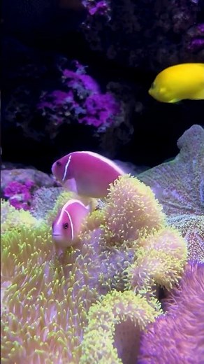 How Clownfish & Anemones Team Up to Eat Plankton!