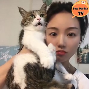 403K views · 10K reactions | Naughty cat 藍 | Cats so Fun | Facebook