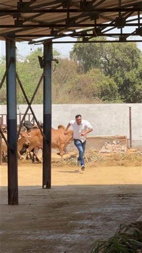 #shravanseva #cow #gaumata #trending #indiancow #youtubeshorts
