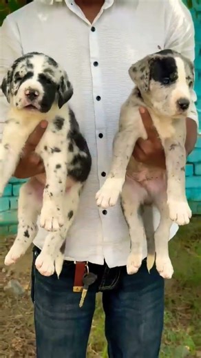8810623046 Cane Corso merle puppy booking 🐶 heavy bone, strong guard line, vaccinated 📞