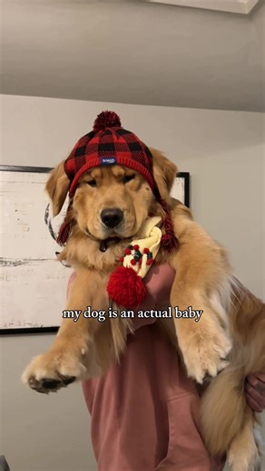 Giant Golden Retriever Prefers Being Carried