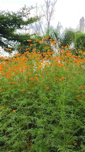 Why Cosmos is More Important Than Ever