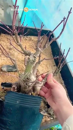 Maple bonsai material ready for further care #bonsai #bonsaitree #bonsaiart