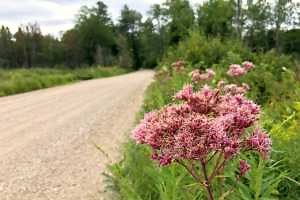 Drive-by botany: Joe Pye weed and ironweed