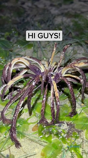 Alien Lifeform in the Ocean: Discovering Feather Starfish