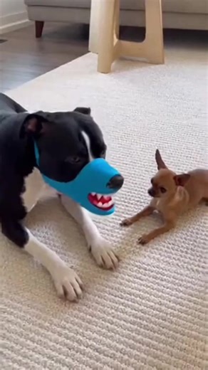 #chihuahua #prank #dogpranks #funnyvideo #funnyanimal #anmeriandog #petchaos #dogcomedy #americanbully #aianimals 100% AI-generated for fun & family-friendly entertainment. All scenes are fictional _ No reuploads. | Animals Fun