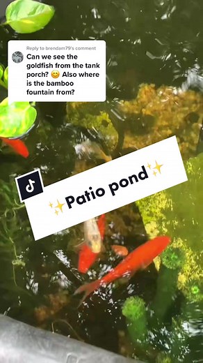 Upgrading to a Beautiful Patio Pond for Your Goldfish: A Cost-Effective Solution