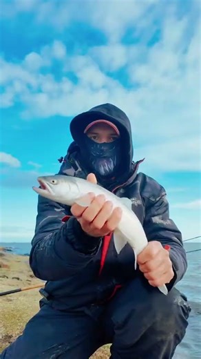 Fishing in Iceland 🐬🐬🐬 #iceland 🦭🦭🦭