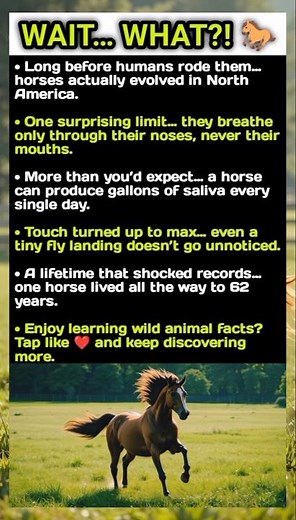 These Horse Facts Will Surprise You 😲