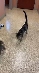 32K views · 162 reactions | This is Jigs. He has cerebellar...