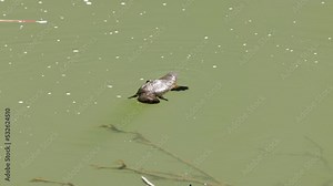 a slow motion clip of a platypus swimming and diving in a sunlit pool of the broken river at eungella national park of queensland, australia