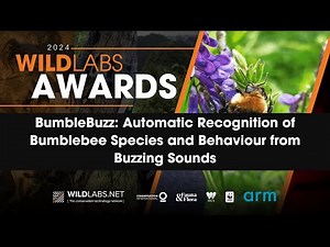 BumbleBuzz: Automatic Recognition of Bumblebee Species and Behaviour from Buzzing Sounds