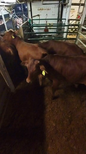 Cattle discharge Less is more – especially when it comes to handling livestock. Every time livestock are handled or moved it is important to do it in a manner that is suitable for the specific species. In our recent post we talked about sheep “shape up, set up and send up” showing the importance infrastructure has on reducing humane handling and maintaining a steady flow. Cattle need to be managed in a calm manner to promote a steady flow and avoid animals turning around. Having infrastructure s