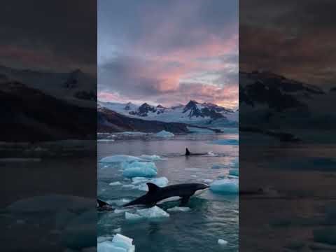 Orcas of the Arctic: Majestic Giants of Icy Waters