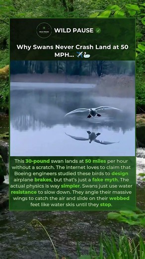 Why Swans Are Born with Perfect Aviation Mechanics 😳 #shorts