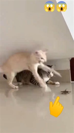 Cat vs Lizard The Ultimate Showdown 😼🦎 #CatVsLizard #FunnyCats #HunterCat #funny #NatureDrama