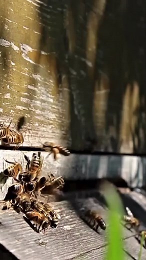 Calming Sounds on TikTok