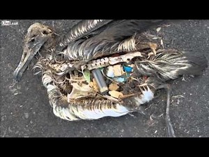 3 When birds eats plastic!