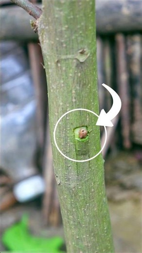 This Grafting Trick will Change Your Farming! 🌱 #grafting