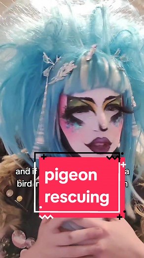 Tips and Do's and Dont's for Rescuing Sick Pigeons | Avian Vet Recommendations