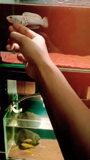 blue pulchra snakehead fish #snakehead #fish #channa