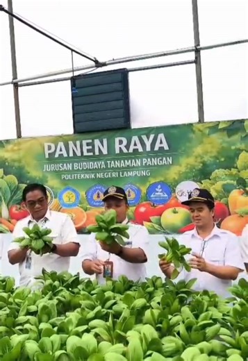 Panen Raya Tanaman Sayuran Hidroponik, D3 Hortikultura Jurusan Budidaya Tanaman Pangan Politeknik Negeri Lampung #politeknik #fyp #fypシ゚viral #viral #viralvideo