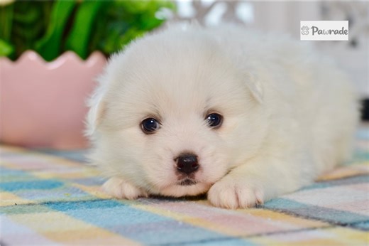 Rhodes - American Eskimo Dog Puppy 16FFCC