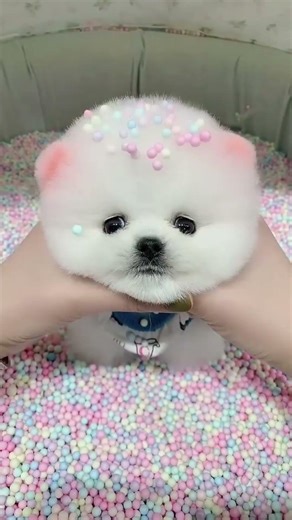 The daily life of a teacup dog is irresistibly adorable!#Teacup Dog# Pomeranian