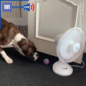 This poor dog just wants its ball back! 🐶😱 via ViralHog | Daily Mail Video