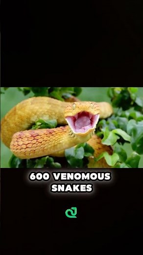 Worst SNAKE BITES on Earth 🐍