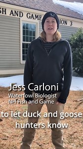 Attention duck and geese hunters! #huntnh #duckhuntingseason #NewHampshire | NH Fish and Game