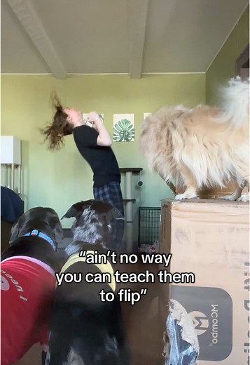 Dog Training Progress: Teaching a Backflip Trick