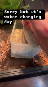 My female ball python #reptiles#snakes#like#subscribe