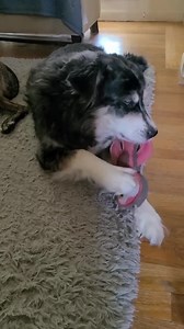 Tough Sloth Dog Toy – Eco-friendly Buffalo Leather and Wool – Durable Non-toxic Chew Toy for All Dogs – Handmade and Cute - Etsy